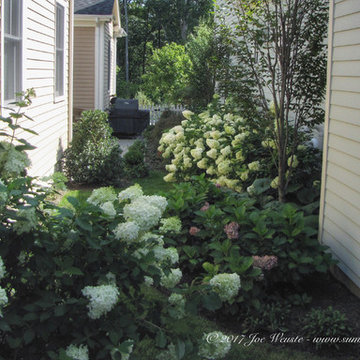 Town Home Hydrangea Garden