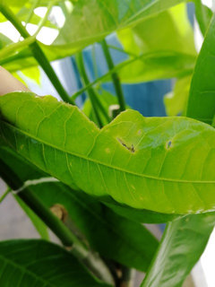 buy philodendron mayoi Buy Philodendron Mayoi Variegated main image 1