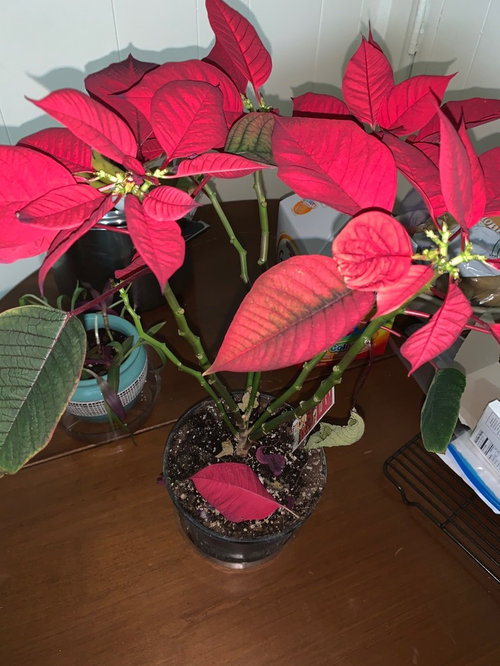 what to do with this poinsettia?