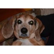 Albie Esposito's photo