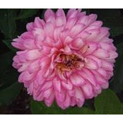 Linda Smith Steinman's photo