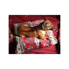 Royal Shiva Dog Duvets and  Floor Pillows