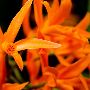 Cattleya Eva