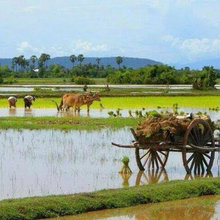 Khmer Landscape
