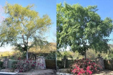 chinese elm tree
