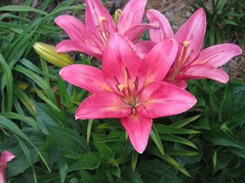Raspberry sorbet lily -photo