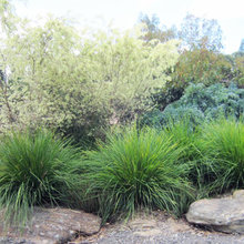 Landscape garden ideas