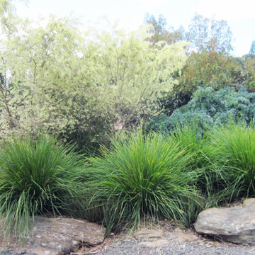 Lomandra longifolia 'Breeze'