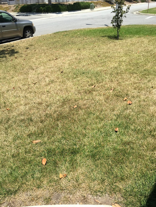 Dying lawn. Help!