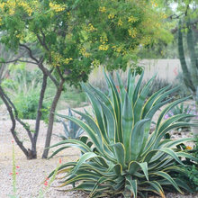 Front Yard Ideas