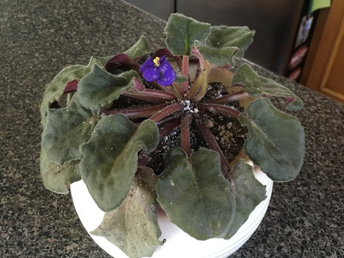 Overwatered African Violet How To Re Root 