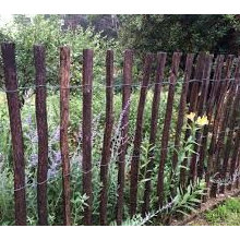 backyard/water issues