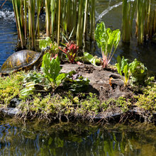 pond