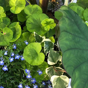 July Vignettes