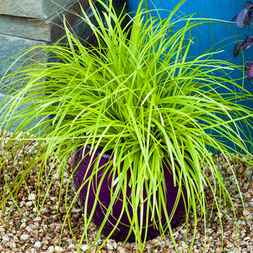 ‘Everillo’ Carex Carex oshimensis 'Everillo' PP21002