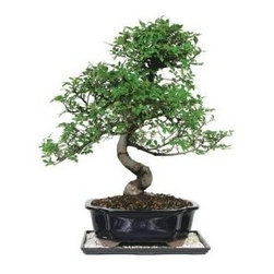 10 Year Chinese Elm Cascade Bonsai Tree - Area Rugs