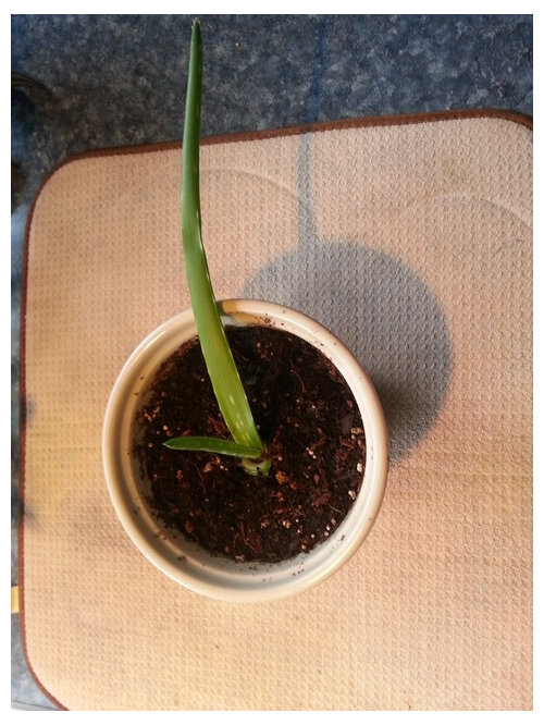 My Aloe Vera Is Dying