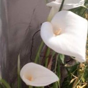Lee-Anne Giglio-Agresti's photo