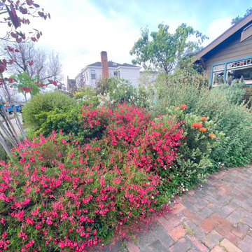 Christine's Frontyard Garden