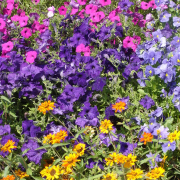 Color