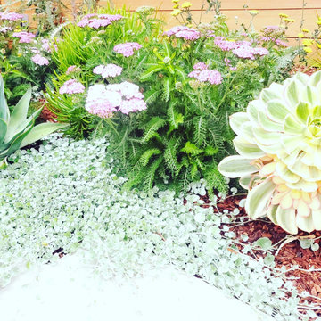 Sunset District Garden