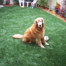 Artificial Turf yard