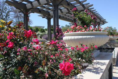 South Coast Botanic Rose Garden