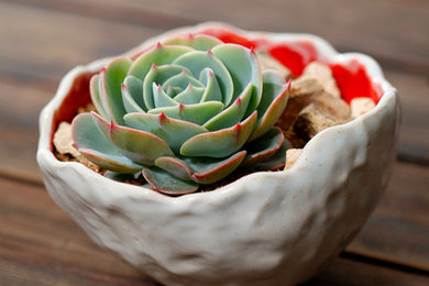 Succulent Planter White and Red Pottery with Echeveria Imbricata
