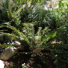 RainGardens