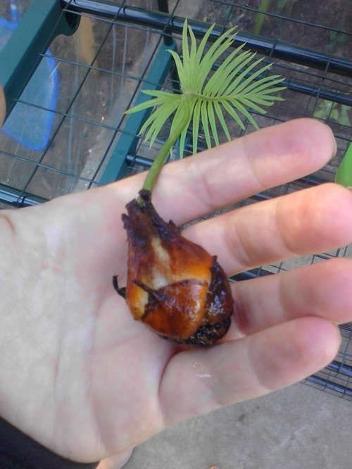 How Do I Care For A Baby Sago Palm That Was Just Separated