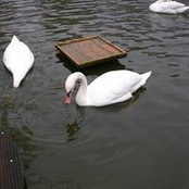 Foto von Angela Atou
