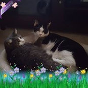 Mary Aiello's photo