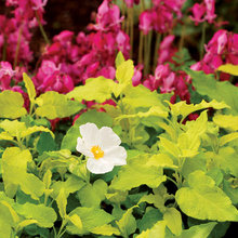 Keep Planting!