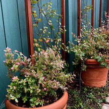 Garden Structures (mainly DIY)