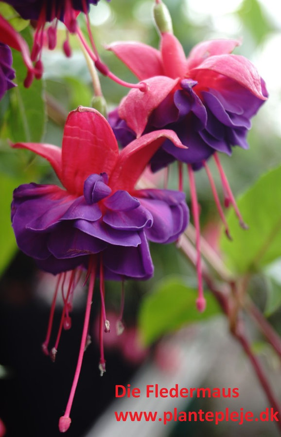 Fuchsia liste 2020 (her ses fotos af en mindre del af de fuchsia vi producere)