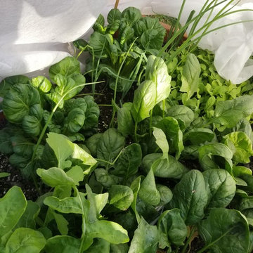 Winter Fall Vegetable Garden