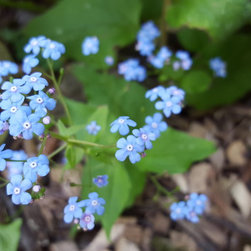 Perennials - Brunaria - Products