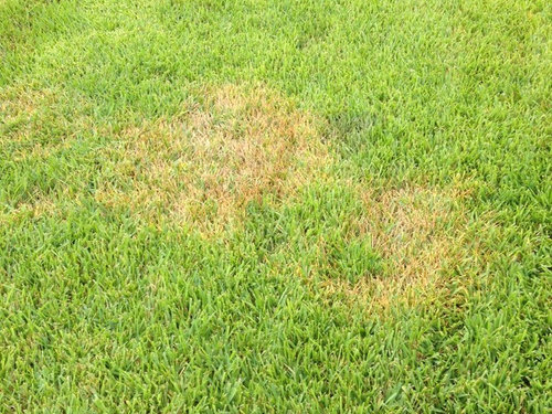 Pictures Of Overwatered St Augustine Grass - St. Augustine Lawn : lawncare : Pictures of overwatered st augustine grass.