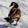 sharon_wadsworth_smith