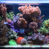 MikeC REEFTANK's photo