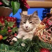 Foto von Patti Griffith