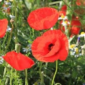 Hiltrud J McInturff's photo