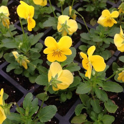 Nursery - Gardening And Lawn Care