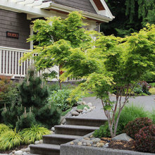 Front yard