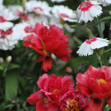 Portulaca e Dianthus
