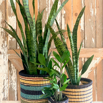 Indoor Botanicals