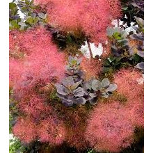 Holubec Plant Palette