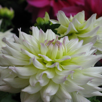 Plant Ideas & Colorful Combinations