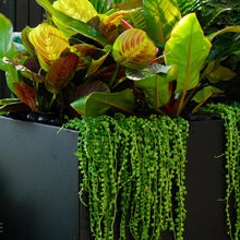 Potted Plants