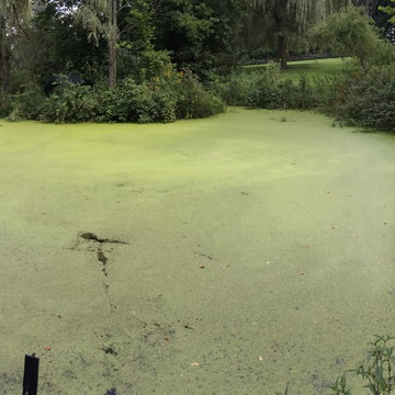 Pond Weed Removal